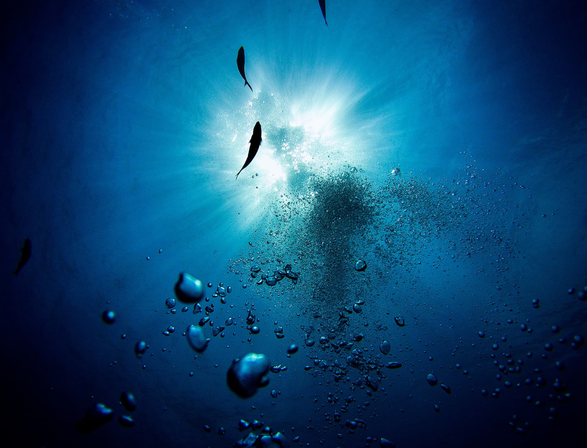 blue-ocean-dive-resort-1.jpg