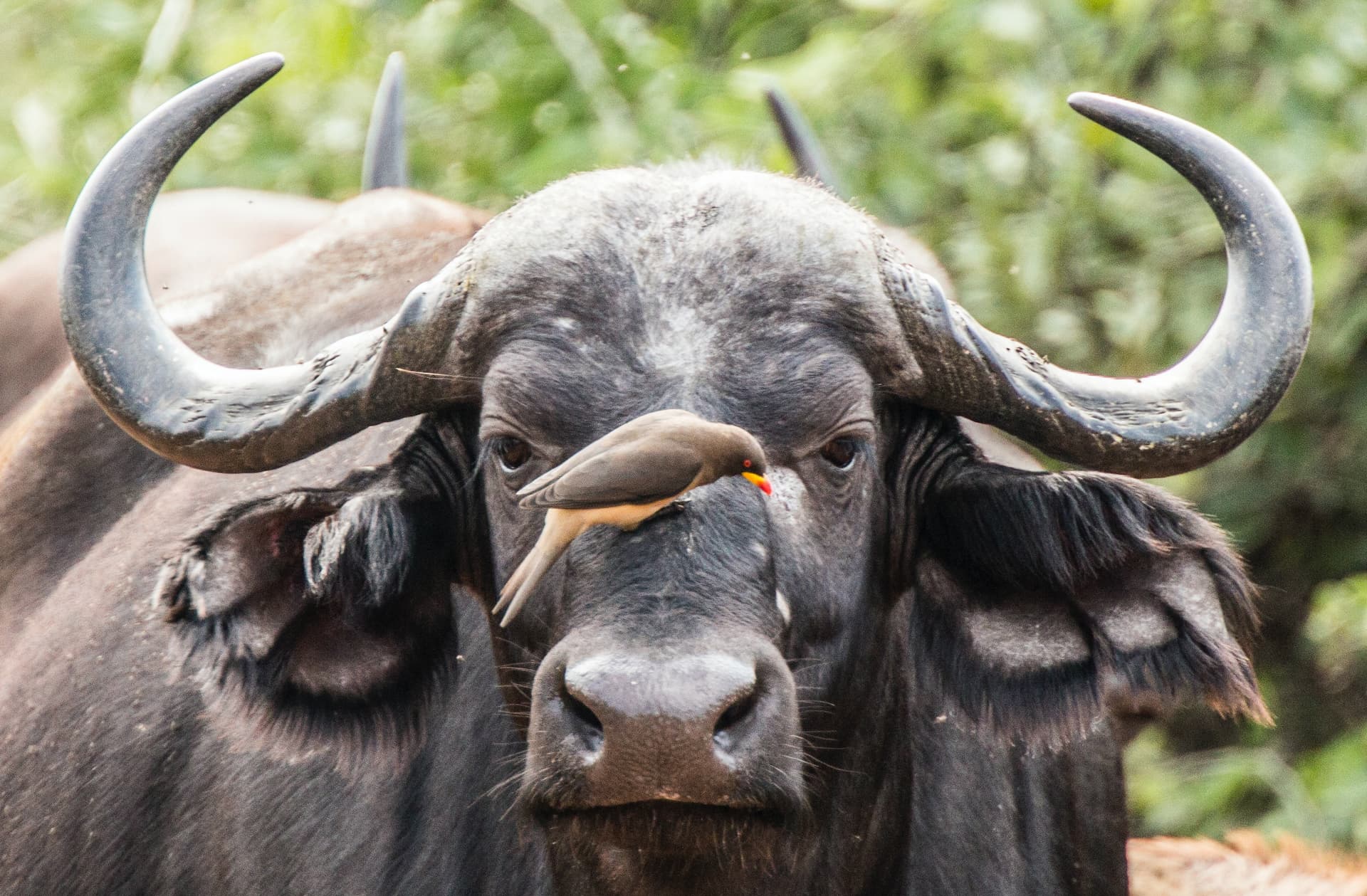 blyde-olifants-conservancy-buffalo.jpg