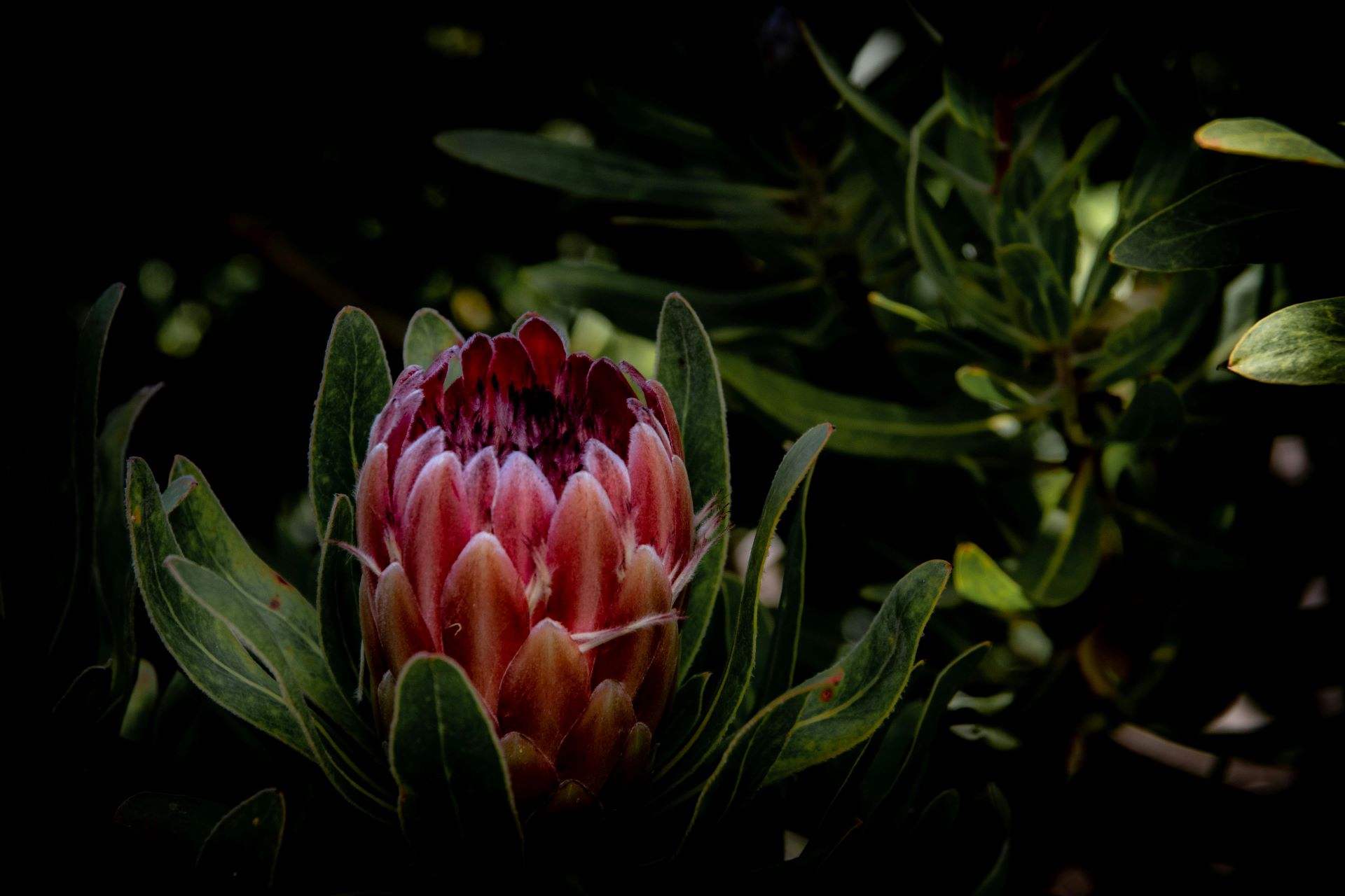 botanical-gardens-shaping-south-africas-urban-tourism-2