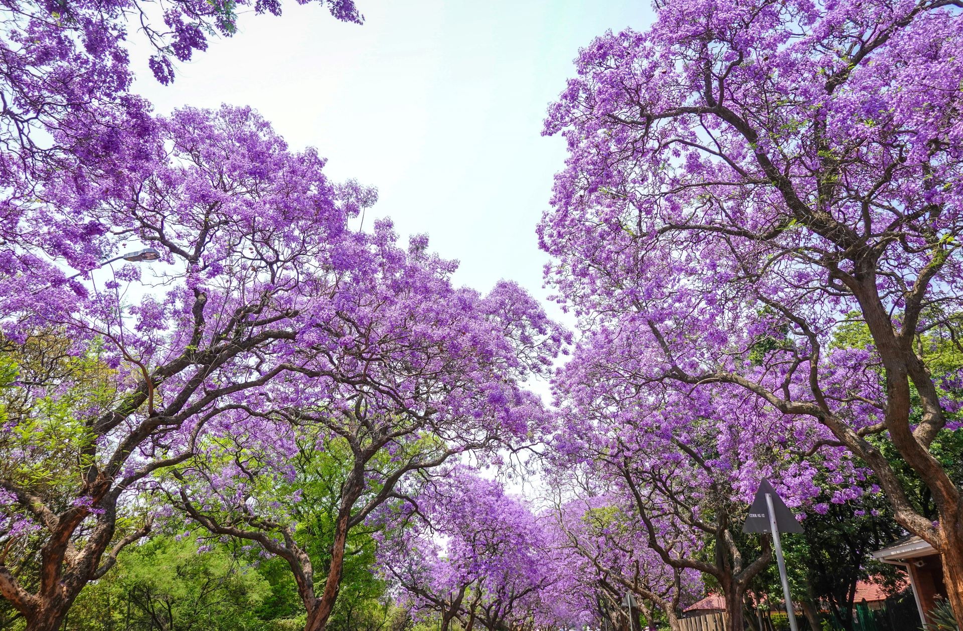 botanical-gardens-shaping-south-africas-urban-tourism
