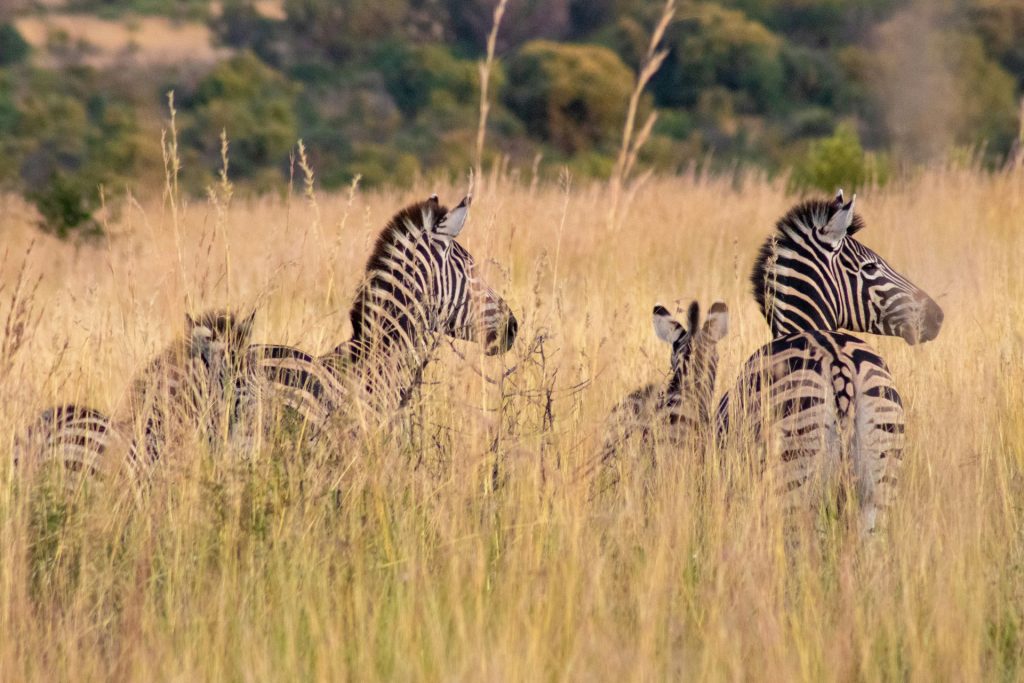buffelsvlei-wild-animal-park-1-1024x683.jpg