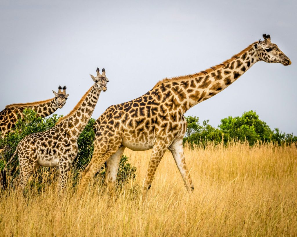 buffelsvlei-wild-animal-park-1024x819.jpg