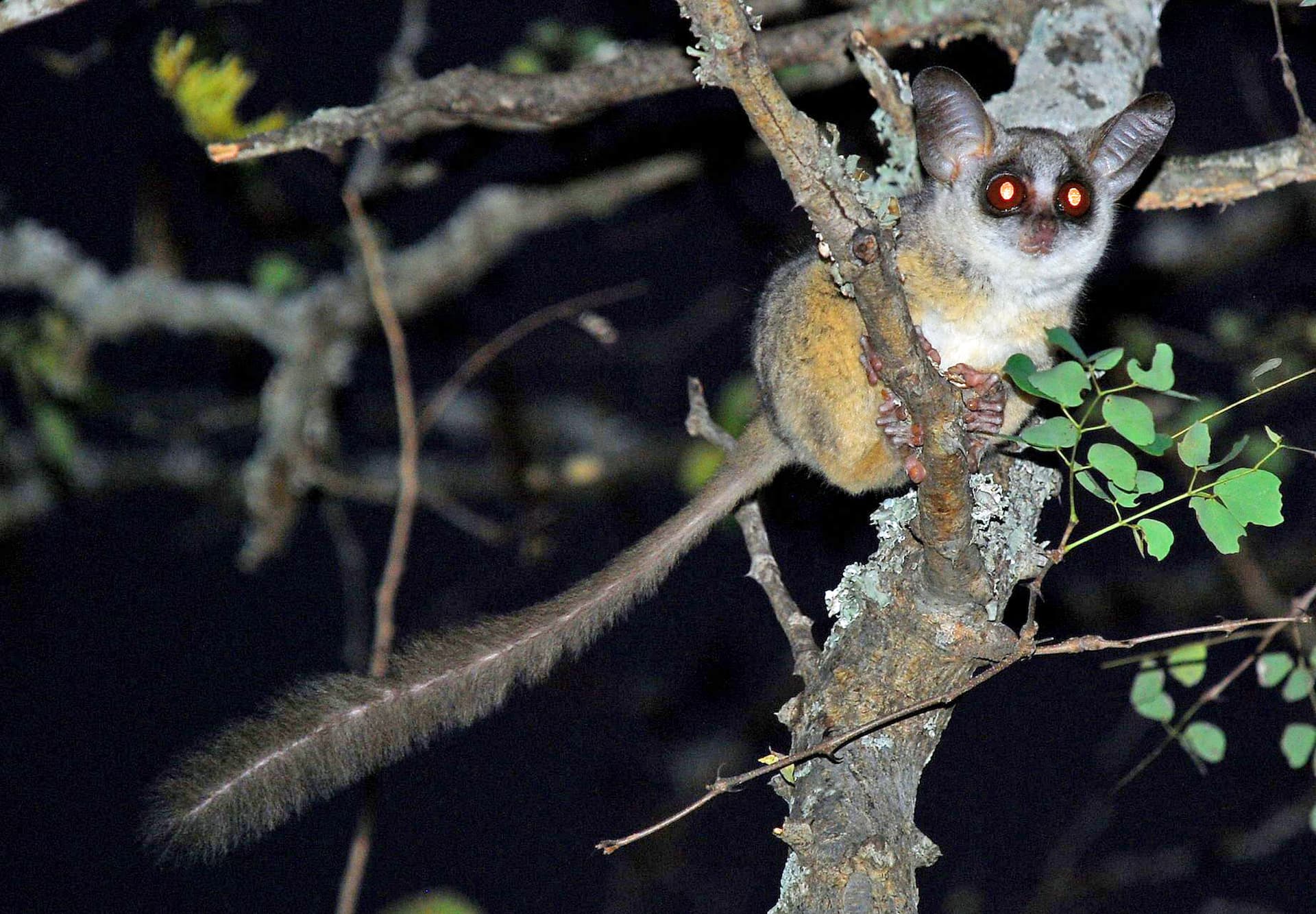 Bush Babies Monkey Sanctuary | South Africa News Hub