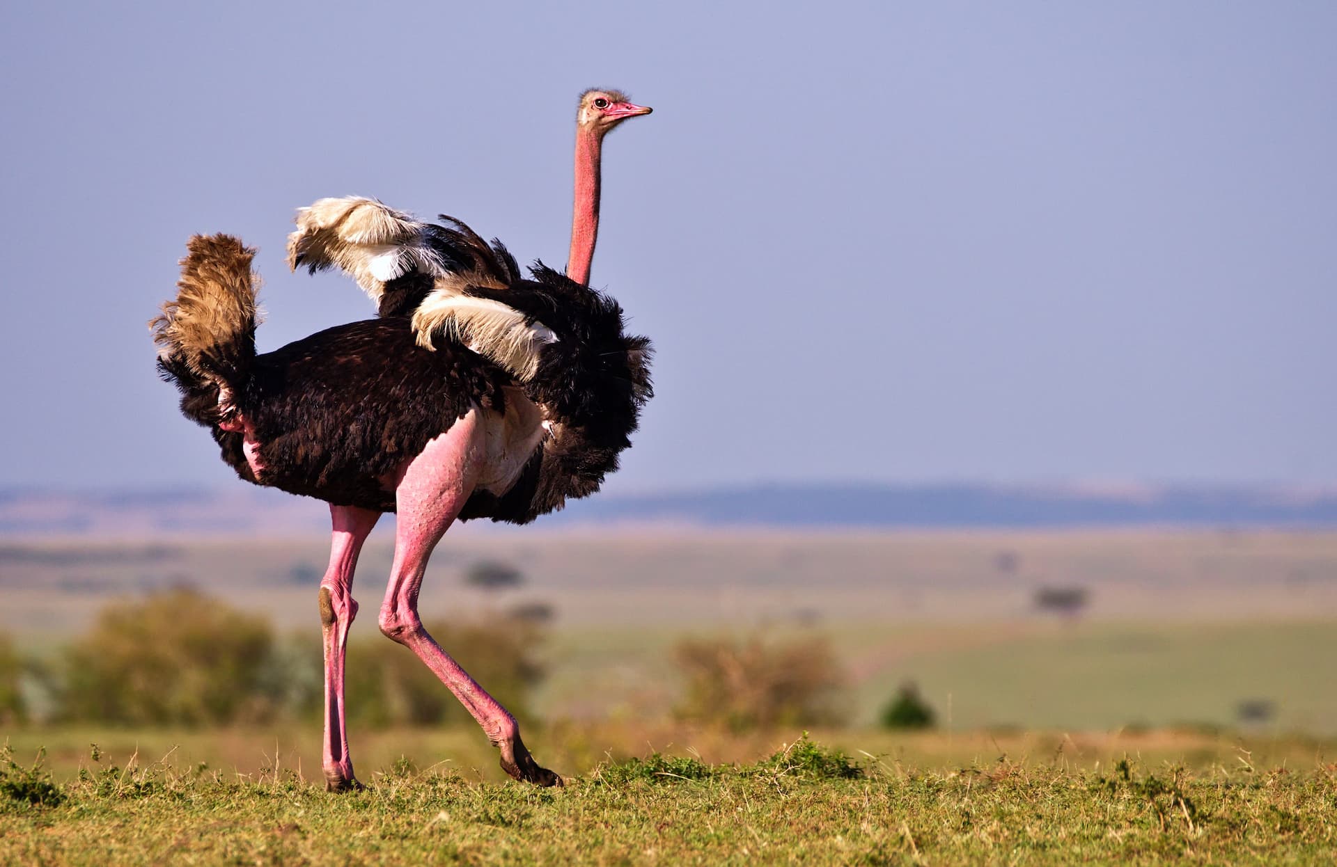 cango-ostrich-show-farm-1.jpg
