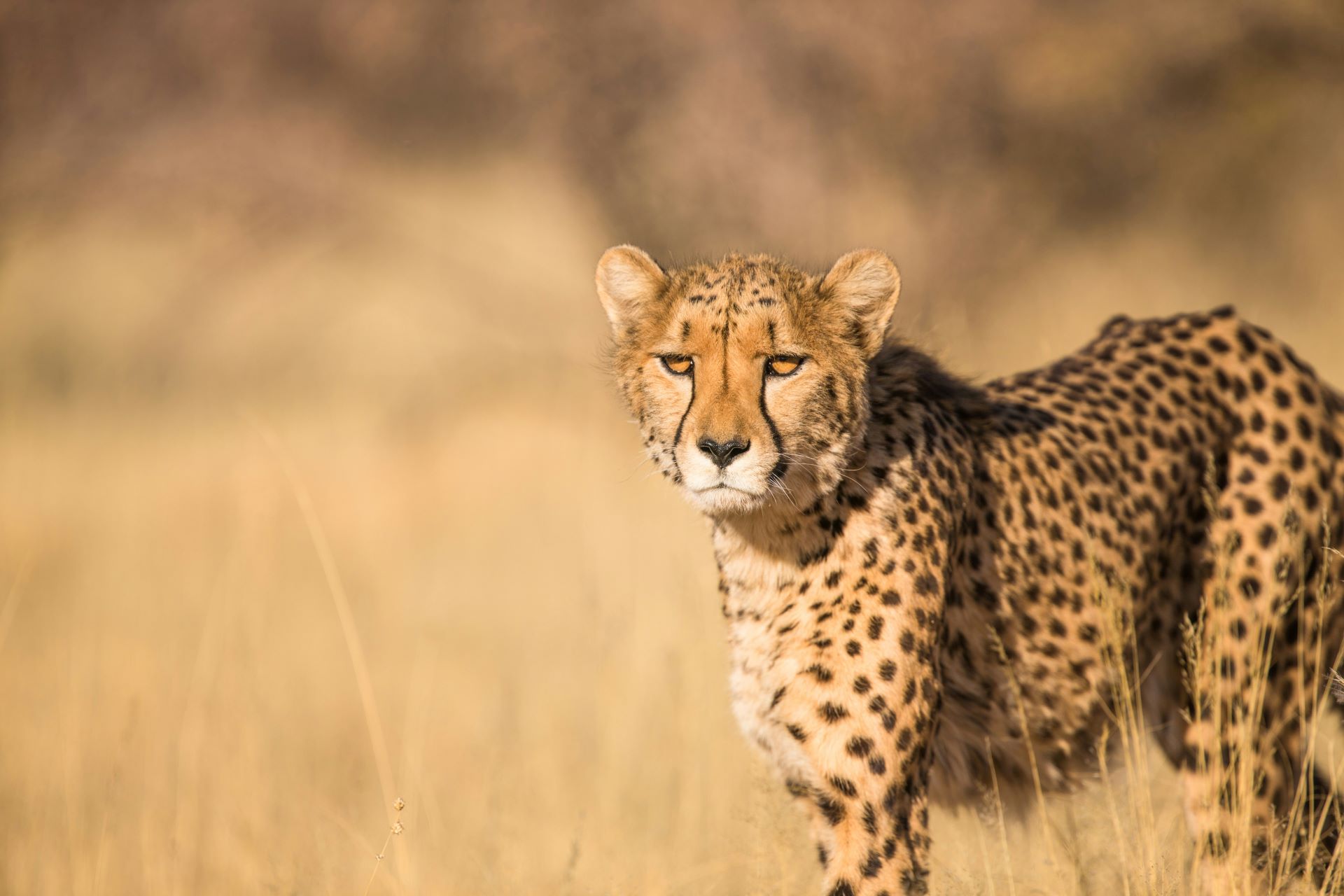 carbon-neutral-safaris-leading-the-way-in-sustainable-tourism-2.jpg