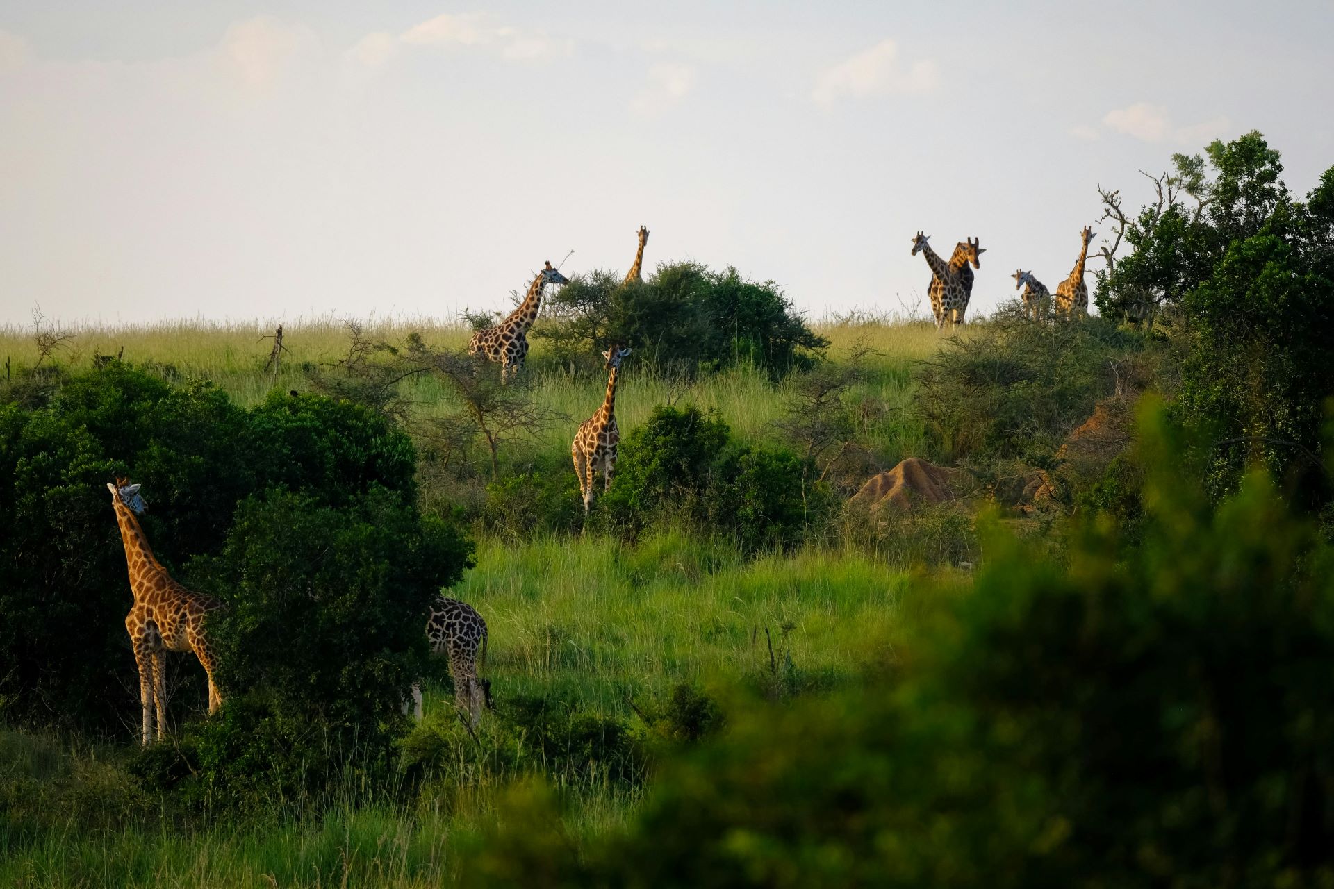 carbon-neutral-safaris-leading-the-way-in-sustainable-tourism.jpg