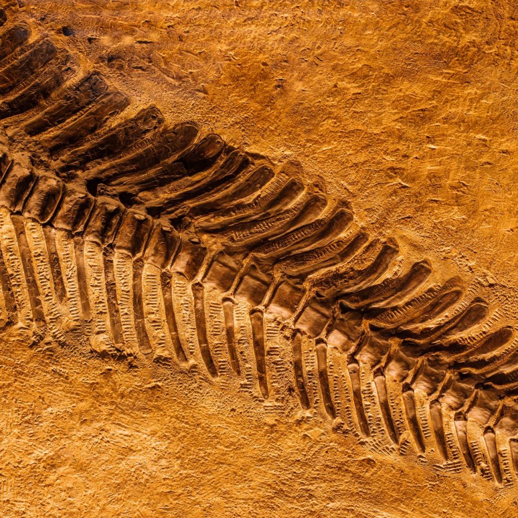 clarens-dinosaur-tours-1-1024x1024.jpg