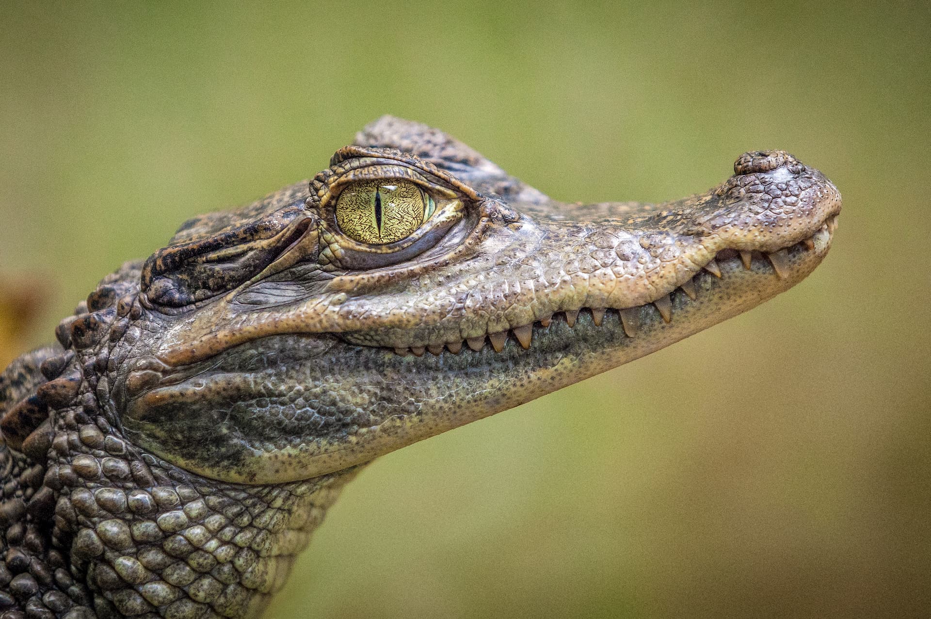 croc-city-crocodile-farm-1.jpg