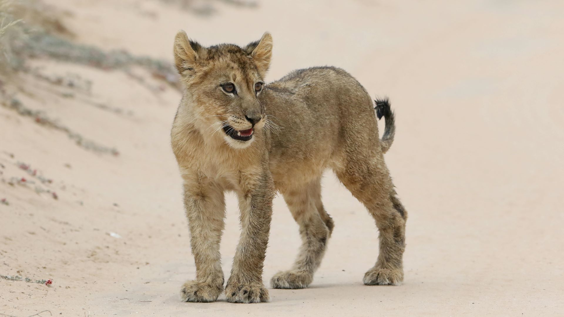 desert-and-dune-experiences-immersing-yourself-in-south-africas-kalahari-adventures-1.jpg