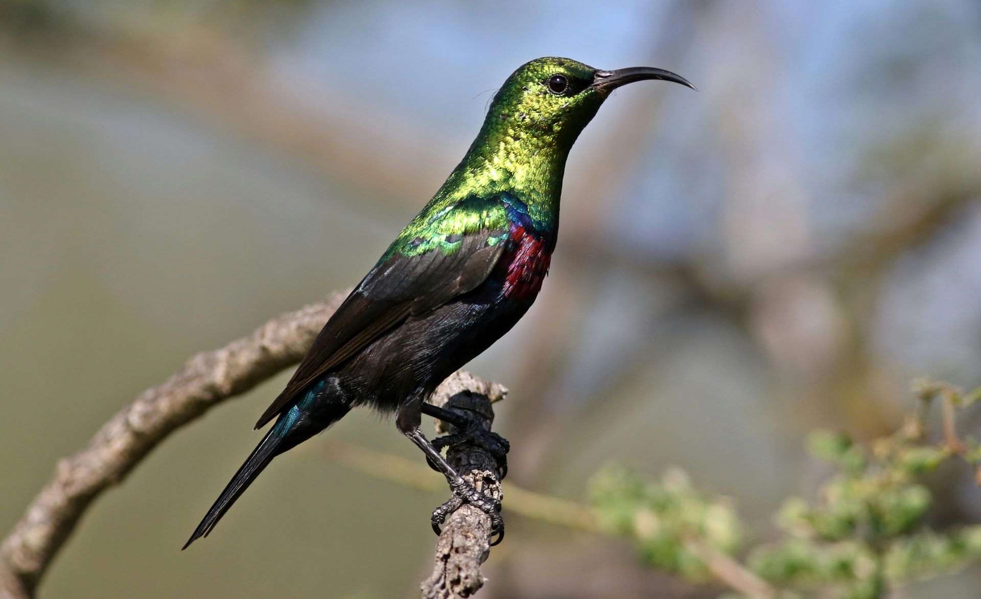 discover-south-africas-beginner-friendly-birdwatching-routes-1