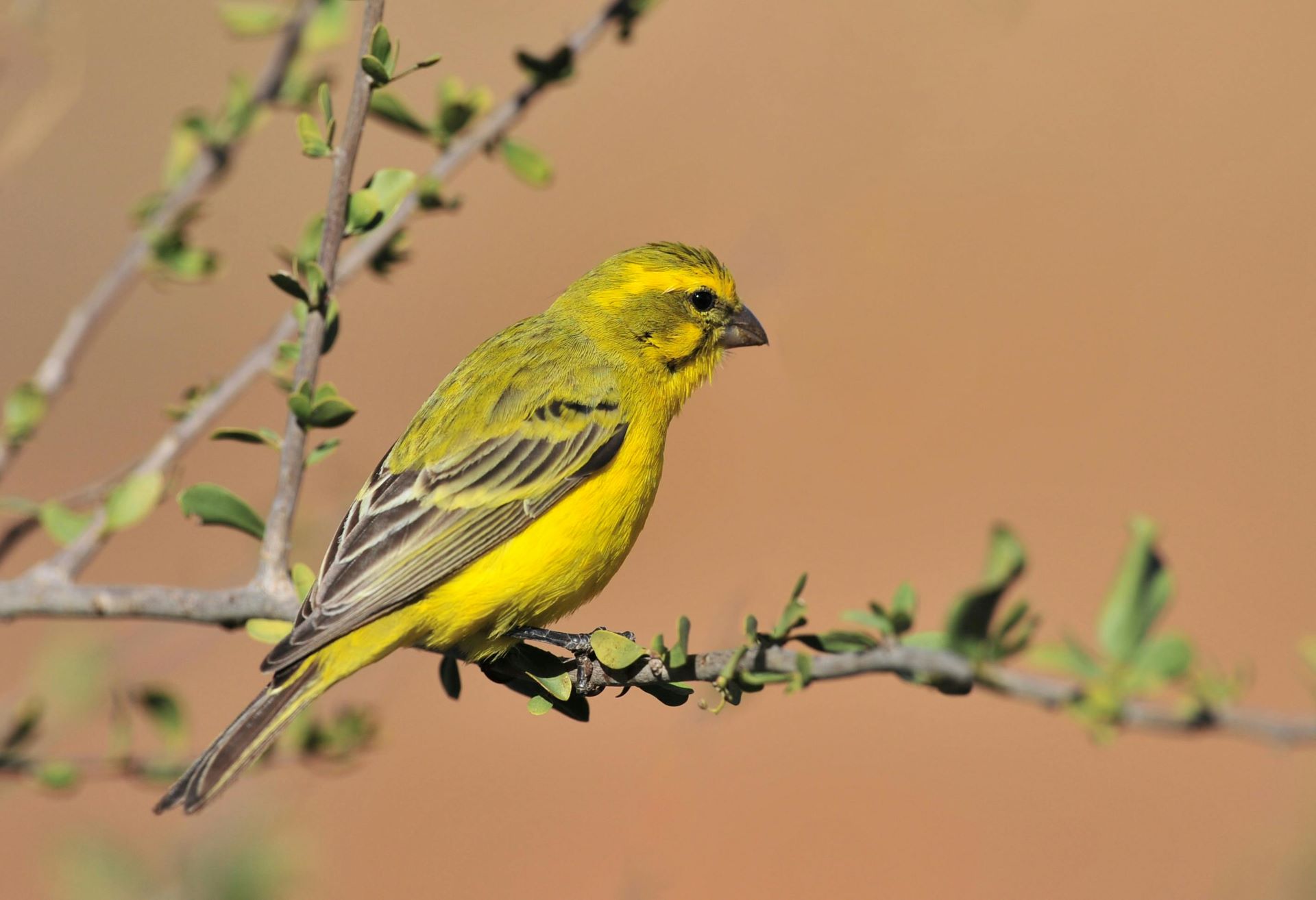 discover-south-africas-beginner-friendly-birdwatching-routes