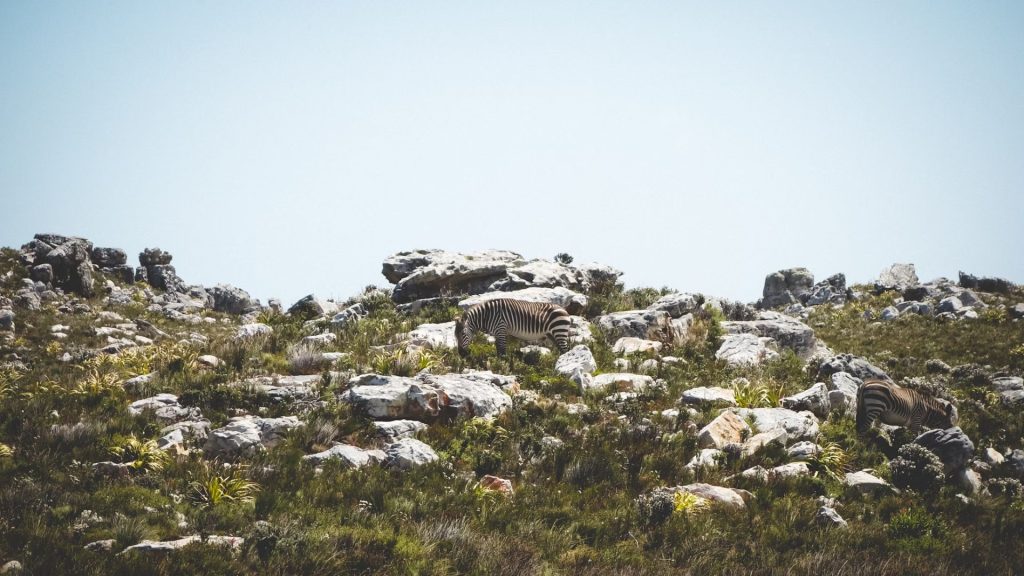 diverse-ecosystems-and-wildlife-encounters-1024x576.jpg