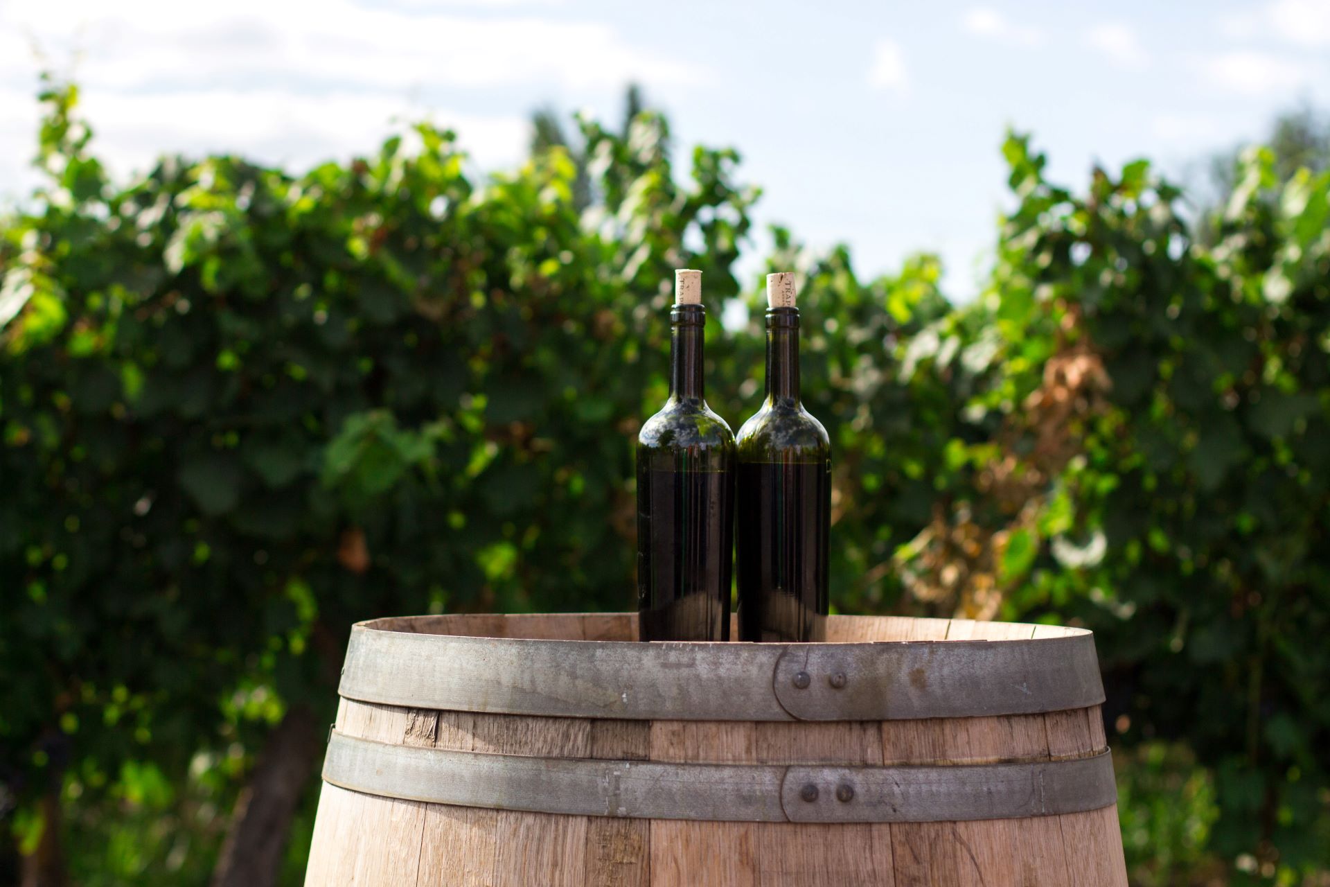 douglas-wine-cellar.jpg