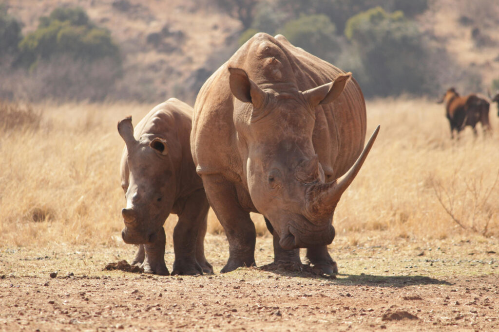 eco-tourism-and-conservation-how-south-africa-protects-its-natural-wonders-2-1024x683.jpg