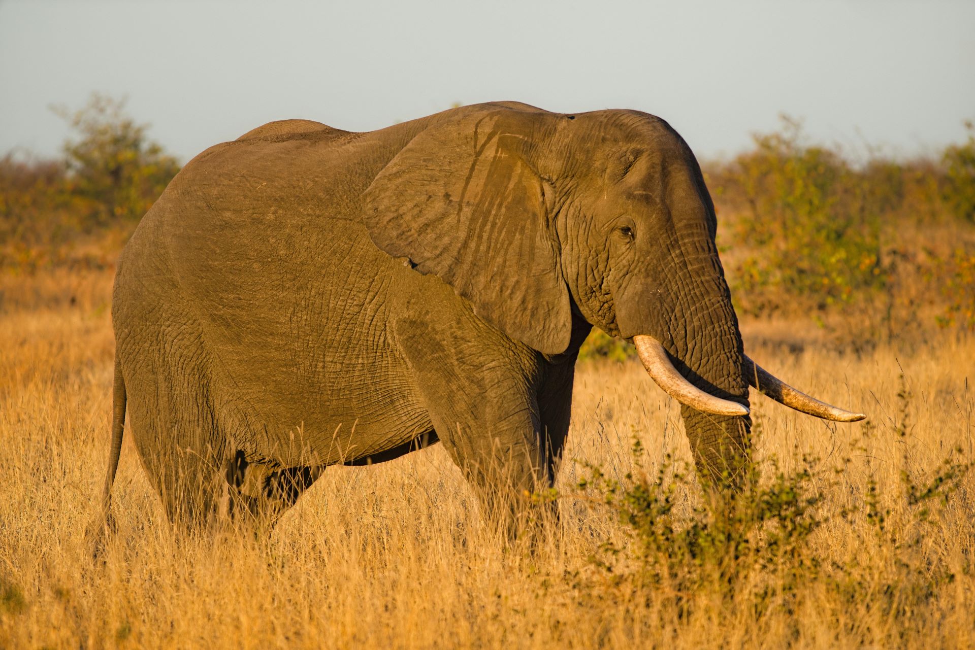 elephant-encounters-ethical-ways-to-see-these-gentle-giants-2.jpg