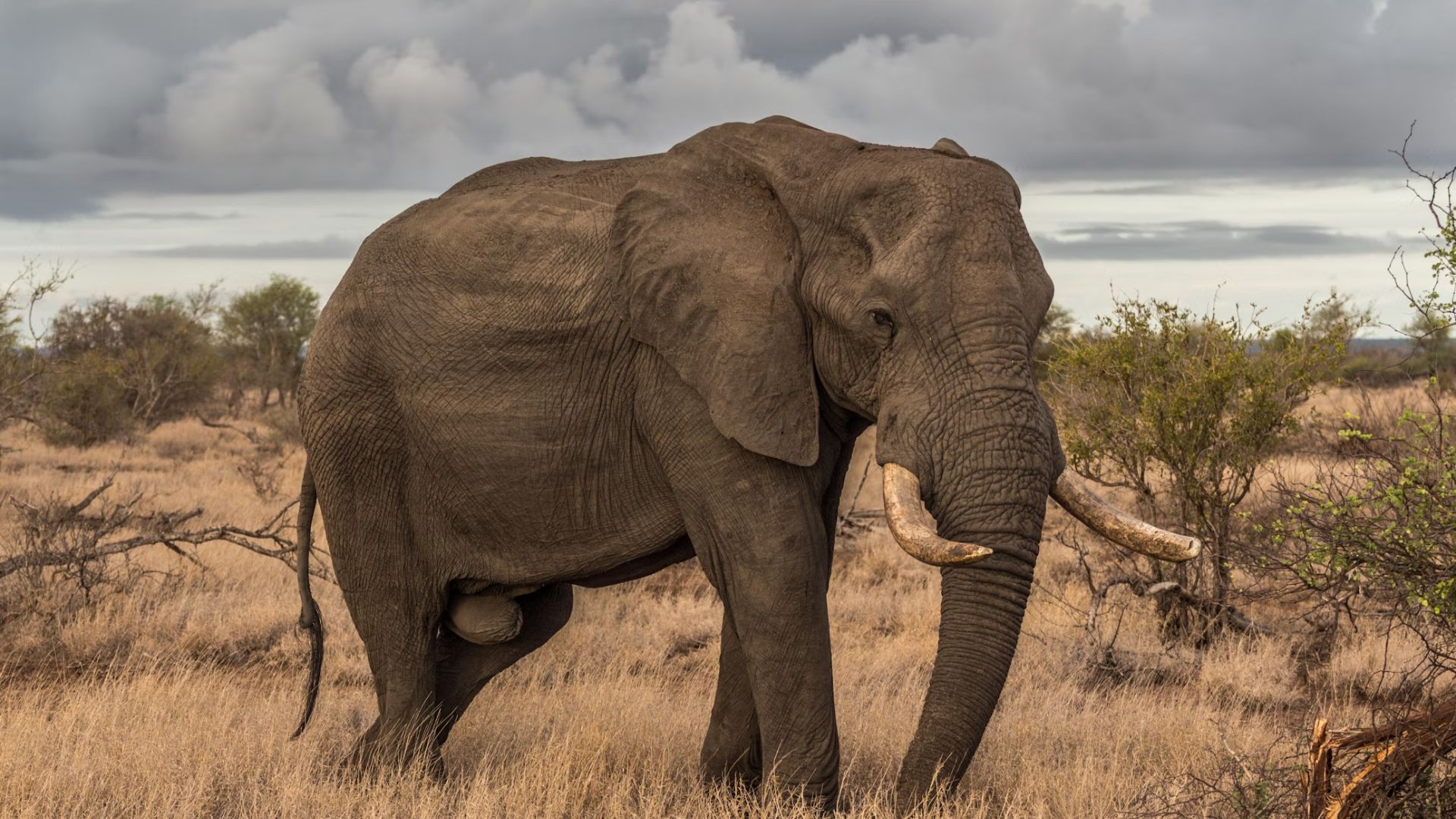 elephant-whispers.jpg
