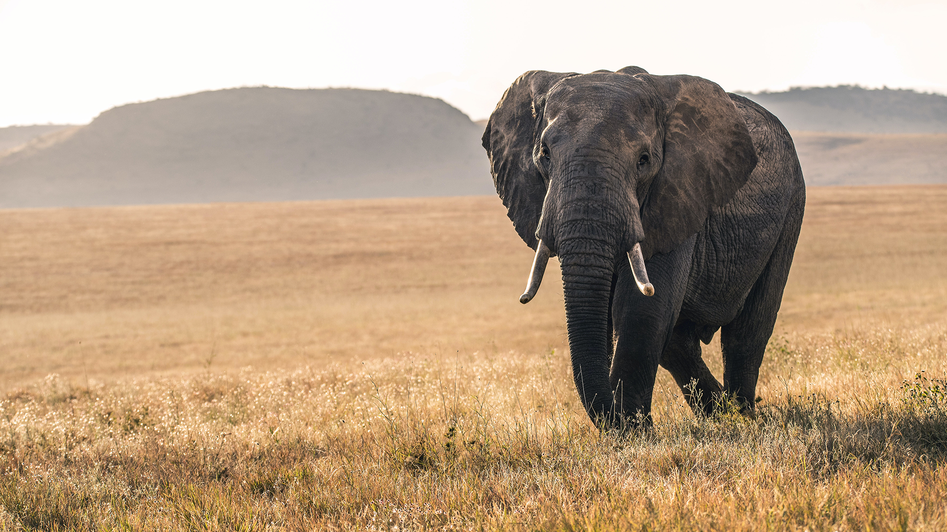 Elefant Net Elephant Whispers | South Africa News Hub