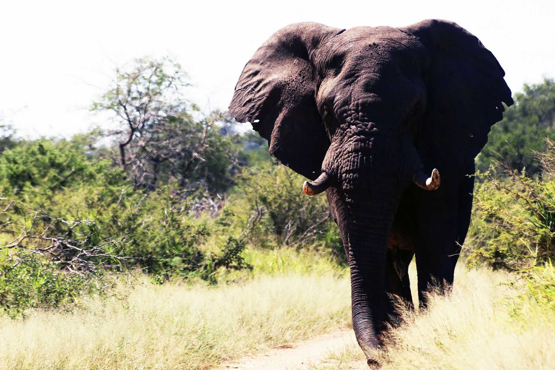 elephants-in-the-kruger-national-park.jpg