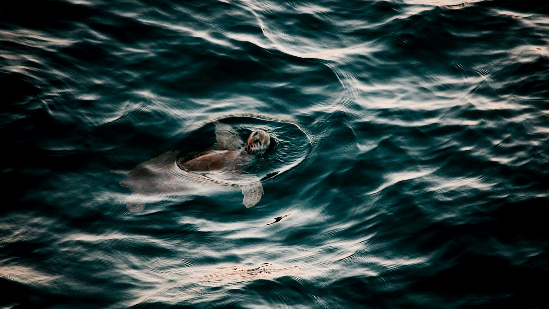embark-on-your-turtle-nesting-journey-today.jpg