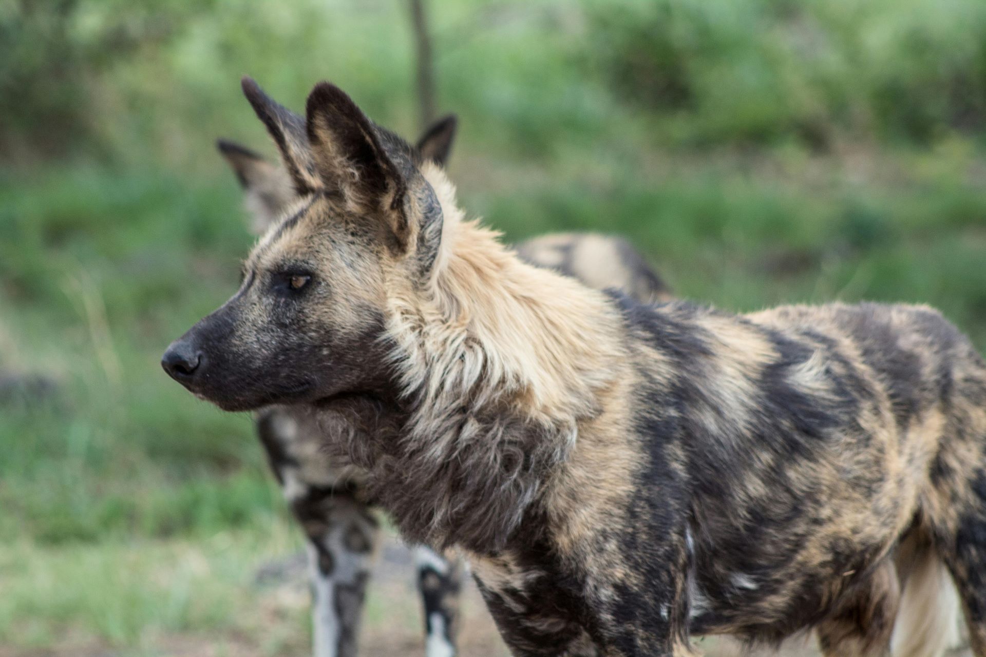 essential-safari-packing-tips-1