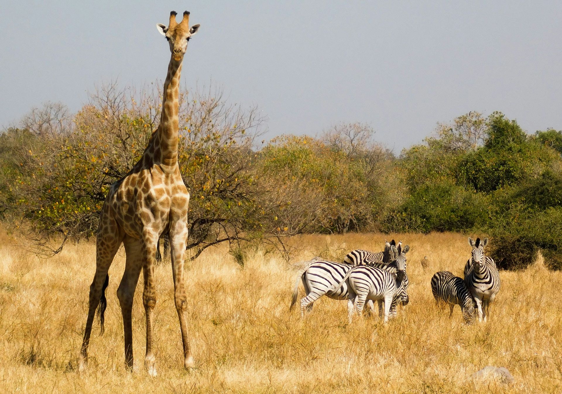 essential-safari-packing-tips-2