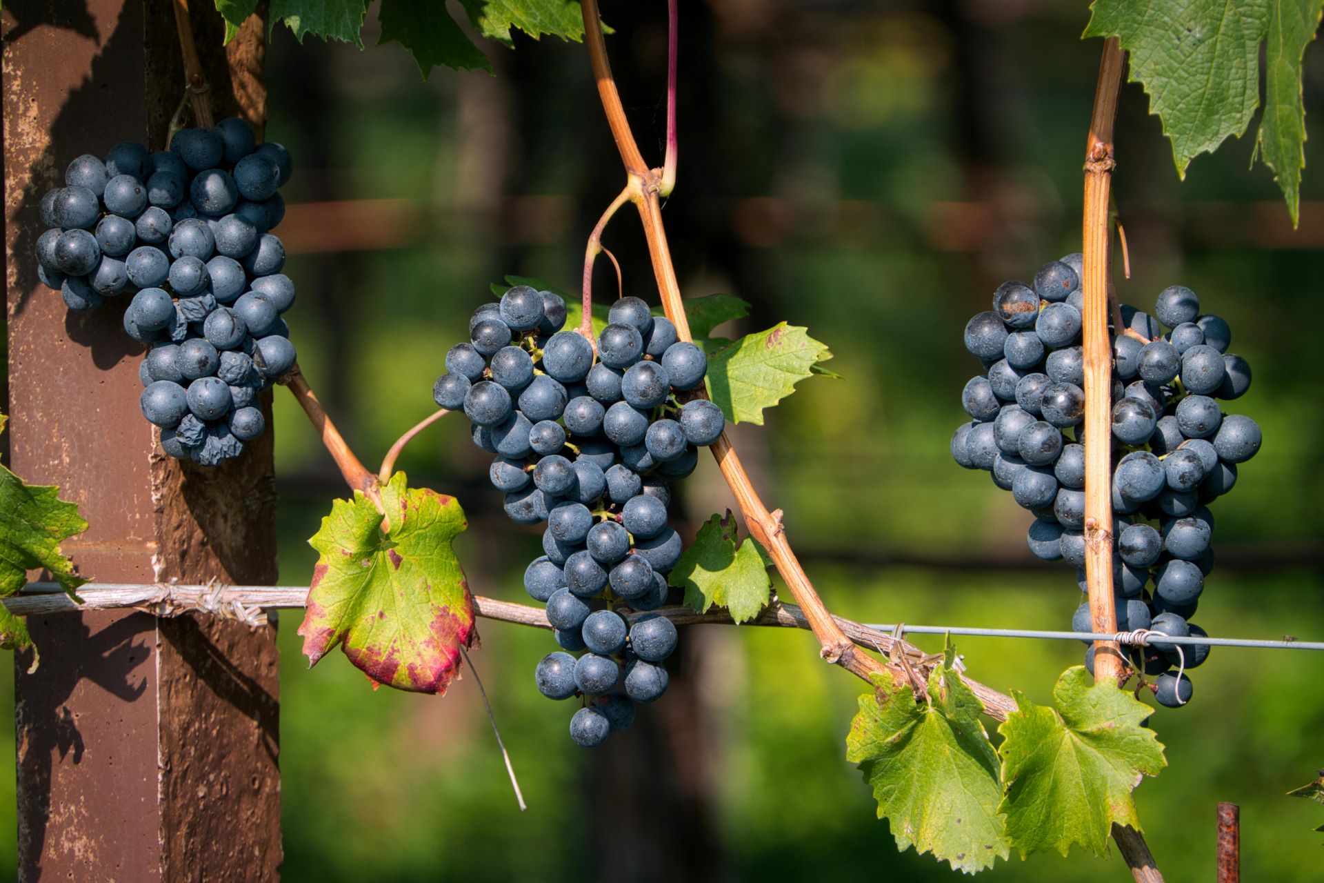 exploring-south-africas-wine-estates-on-a-budget-2