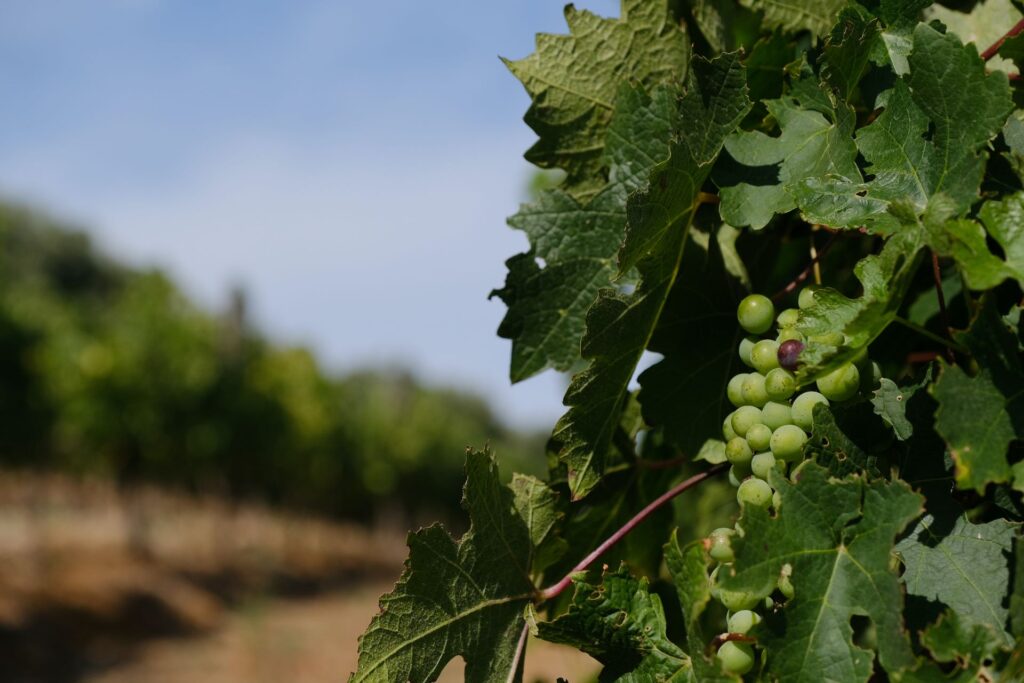 exploring-the-cape-winelands-1-1024x683.jpg