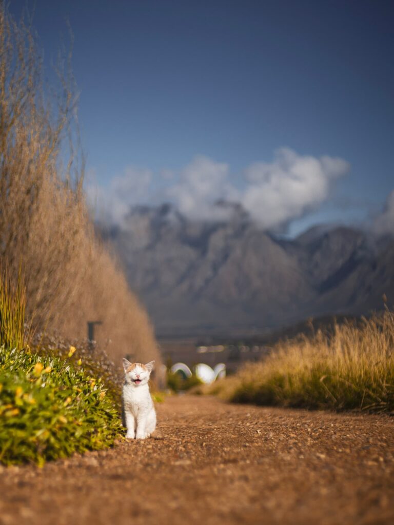 exploring-the-cape-winelands-768x1024.jpg