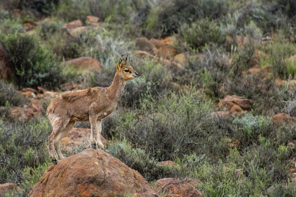 exploring-the-klein-karoo-1-1024x683.jpg