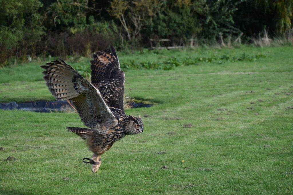 falcon-ridge-bird-of-prey-centre-1-1024x683.jpg