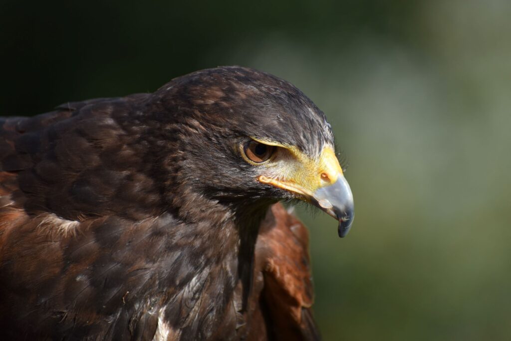 falcon-ridge-bird-of-prey-centre-1024x683.jpg