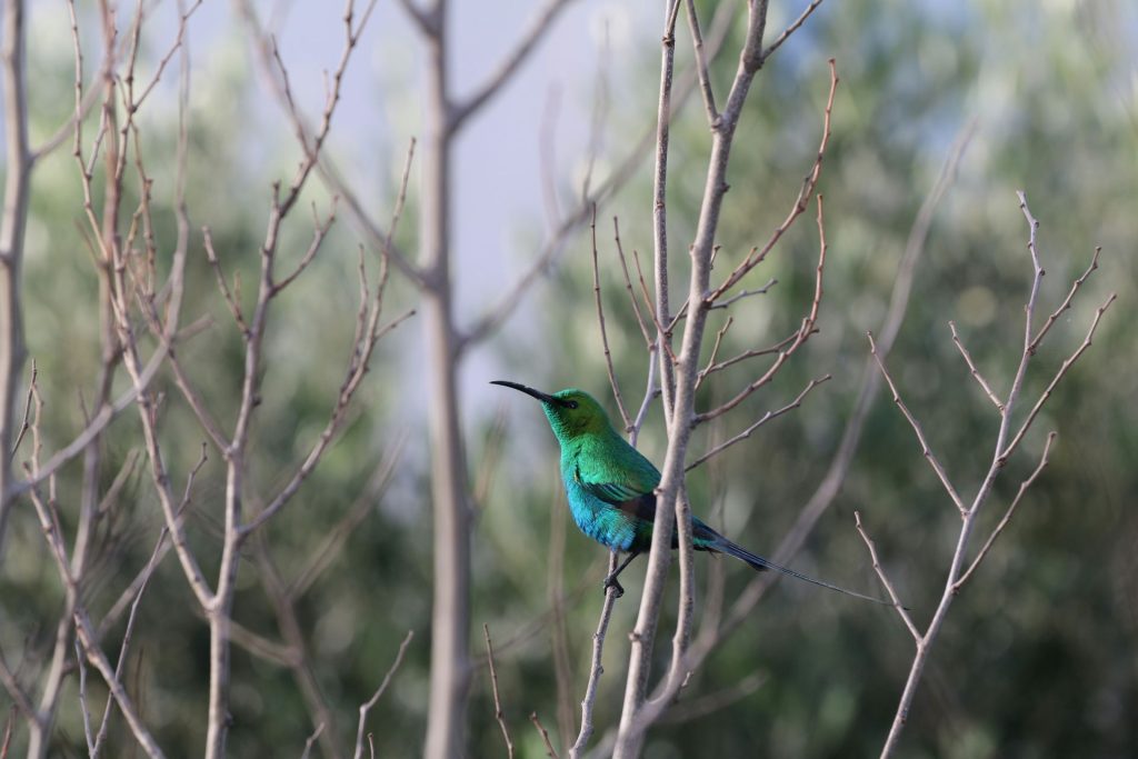 fanie-botha-trail-mpumalanga-1024x683.jpg
