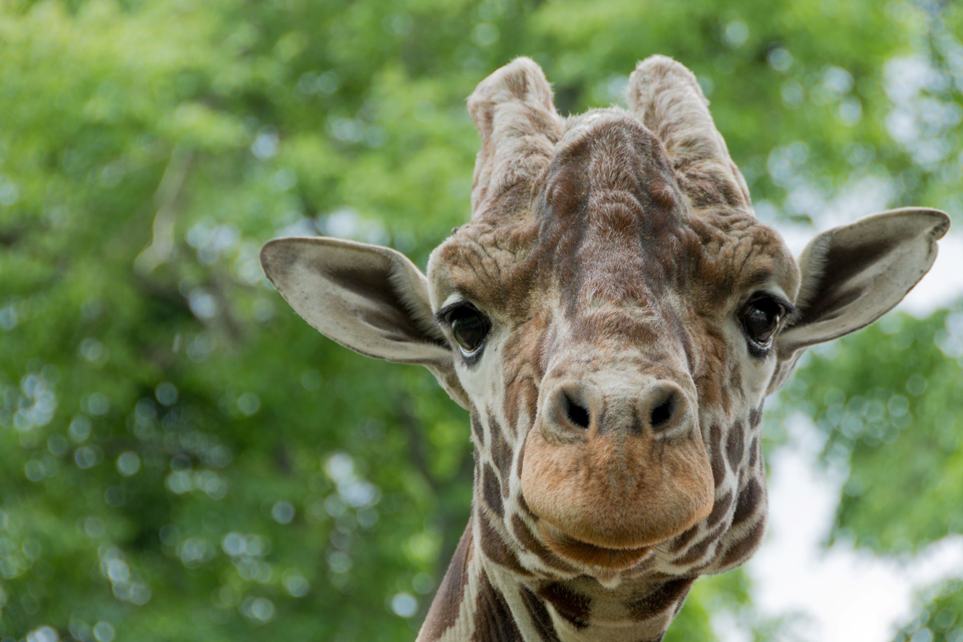 giraffe-house-1.jpg