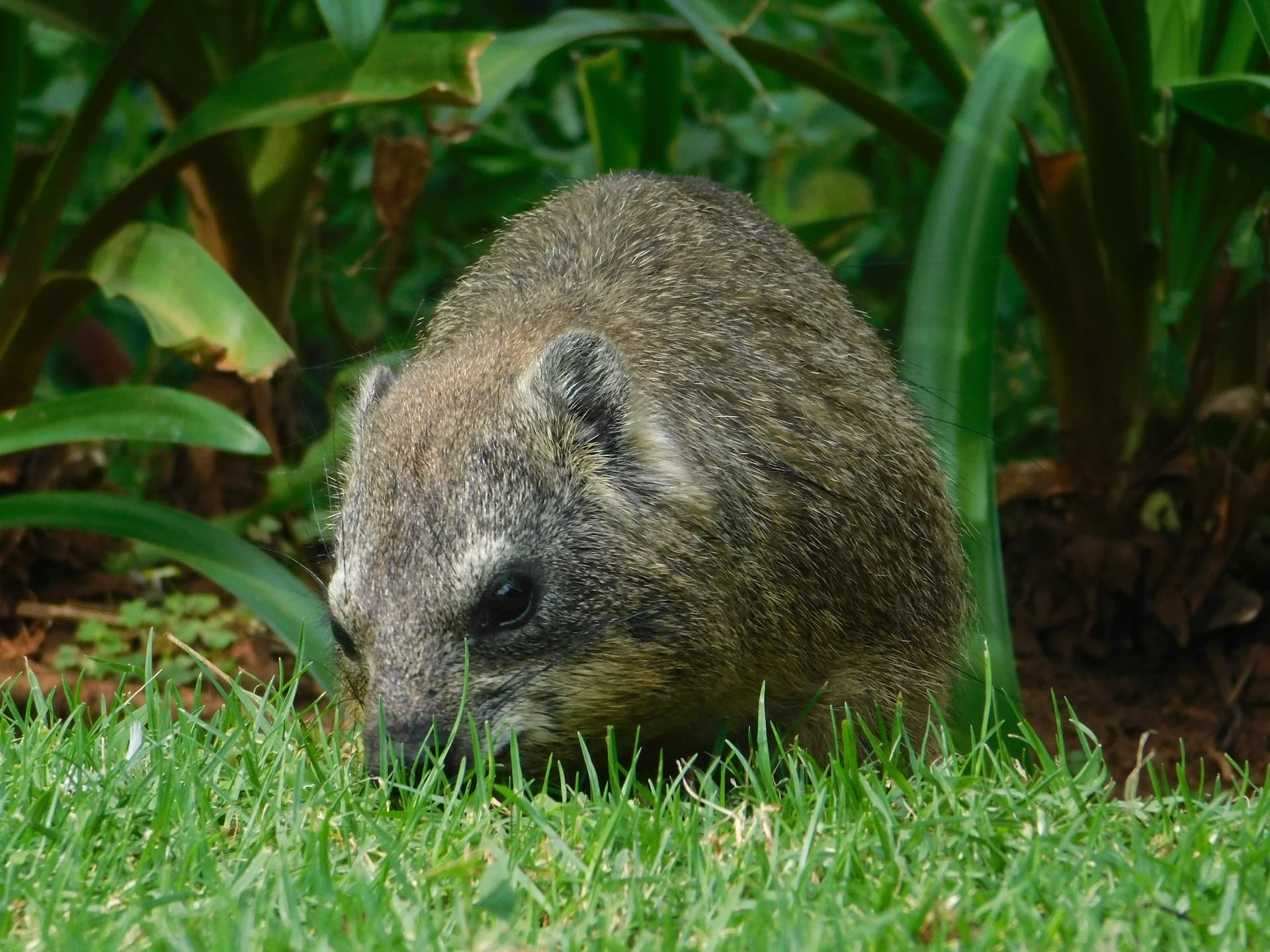 grootvaly-wetland-reserve-dassie.jpg