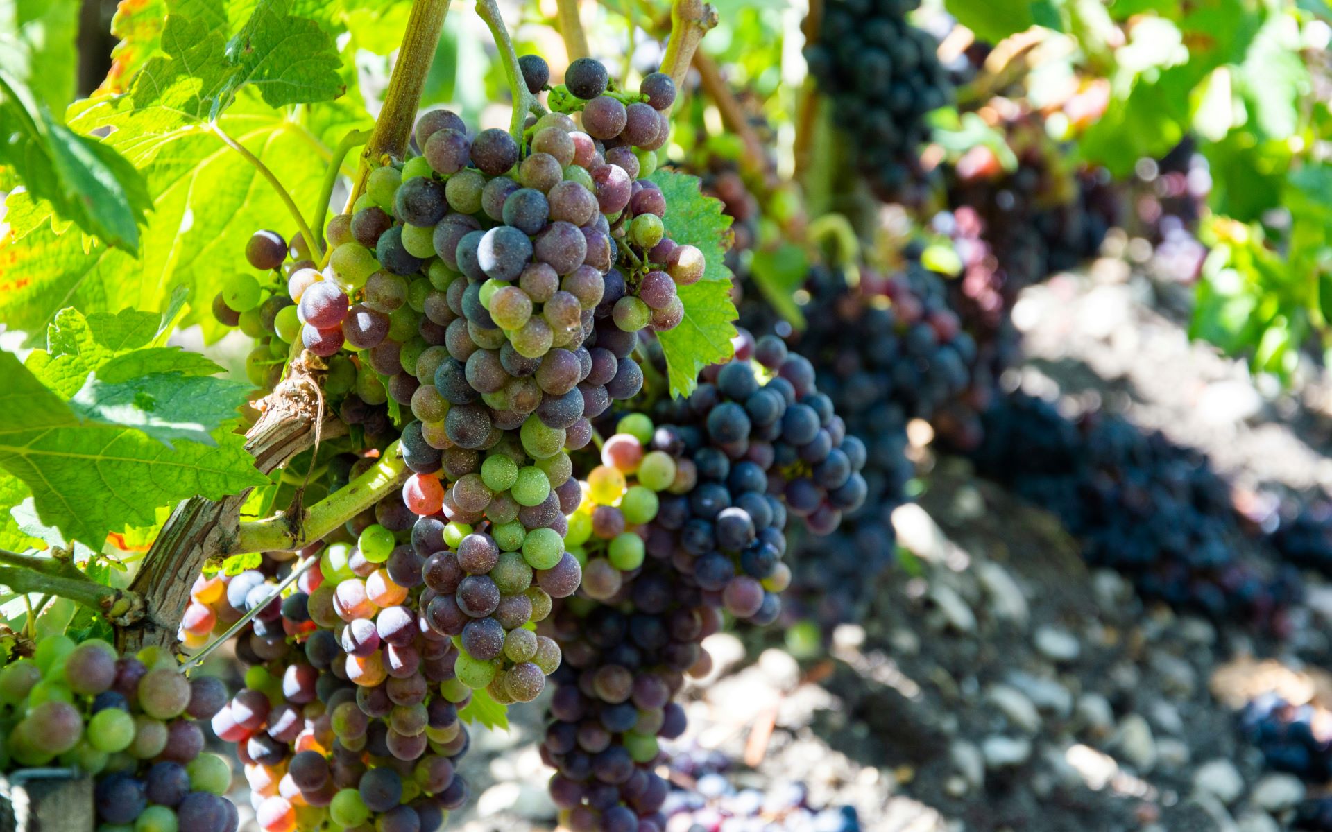 harvest-and-taste-seasonal-food-and-wine-journeys-in-south-africa.jpg