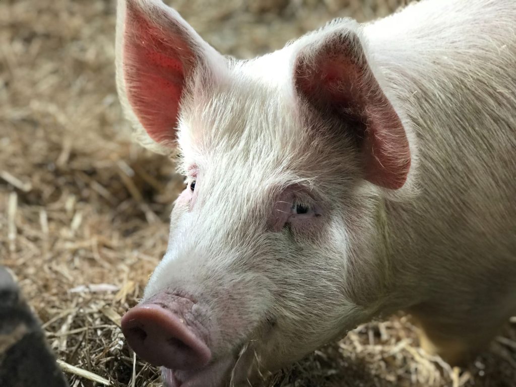 higgeldy-piggeldy-farmyard-1024x768.jpg
