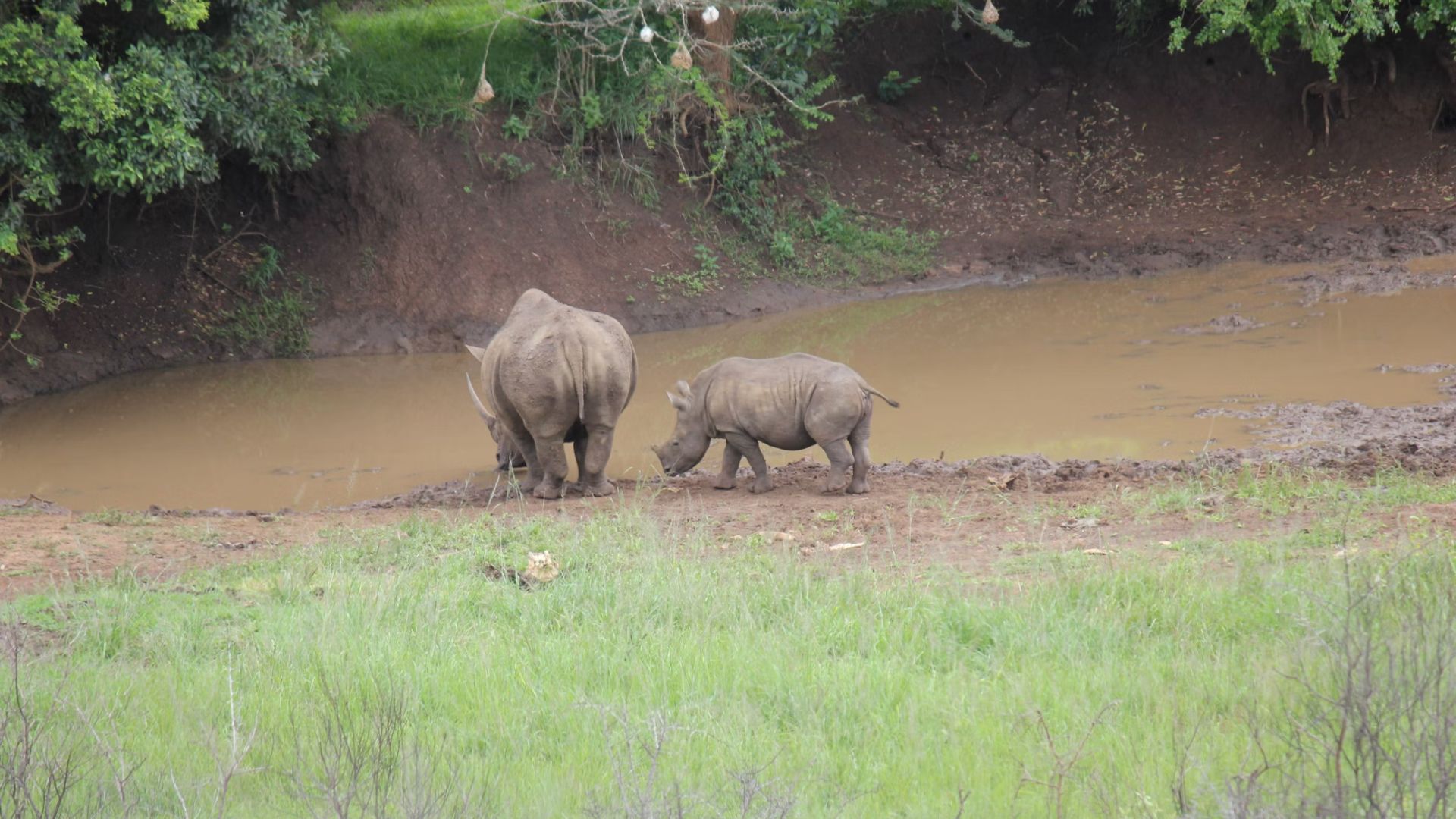 hluhluwe-imfolozi-park.jpg