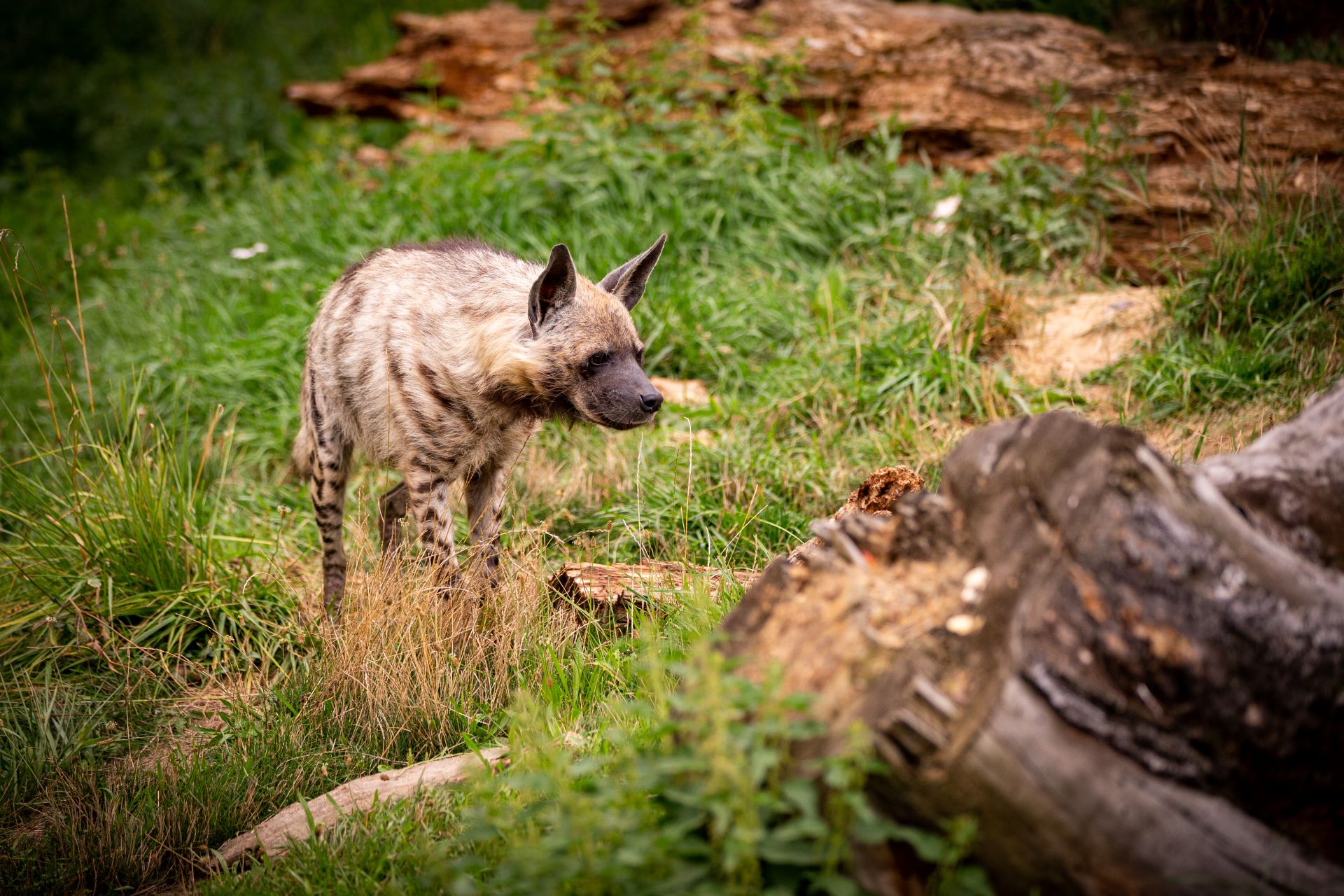 how-conservation-shapes-south-africas-tourism-access-1