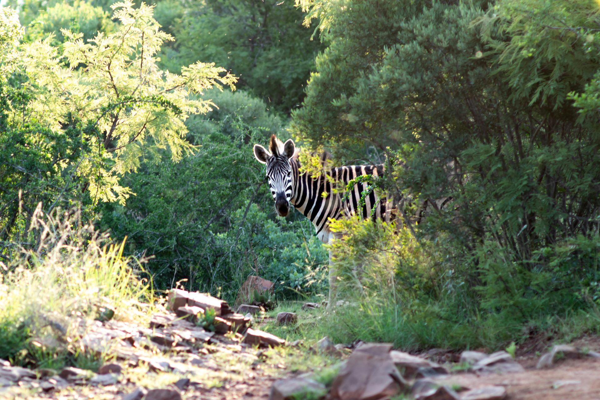 how-conservation-shapes-south-africas-tourism-access-2.