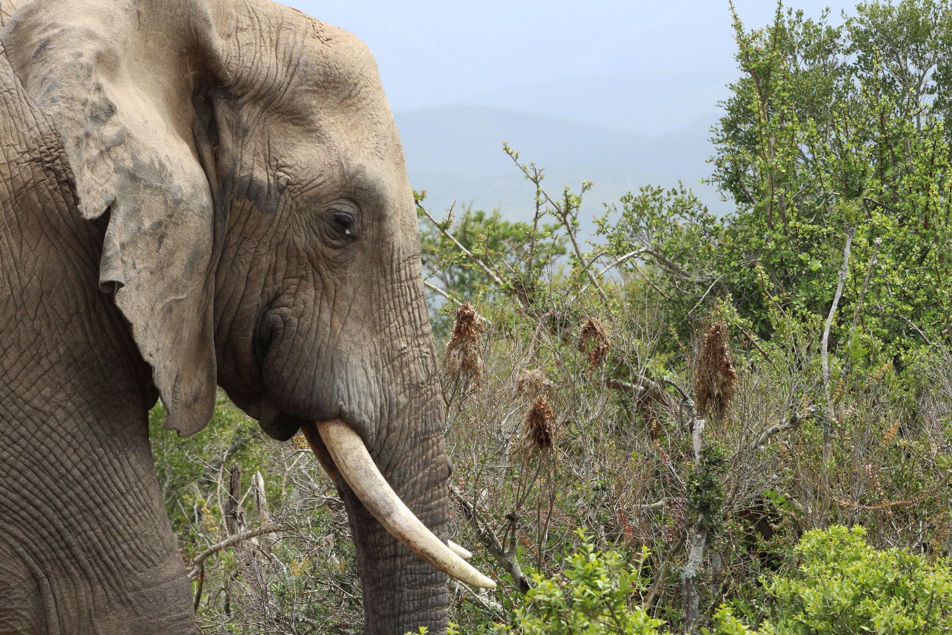 how-conservation-shapes-south-africas-tourism-access-2