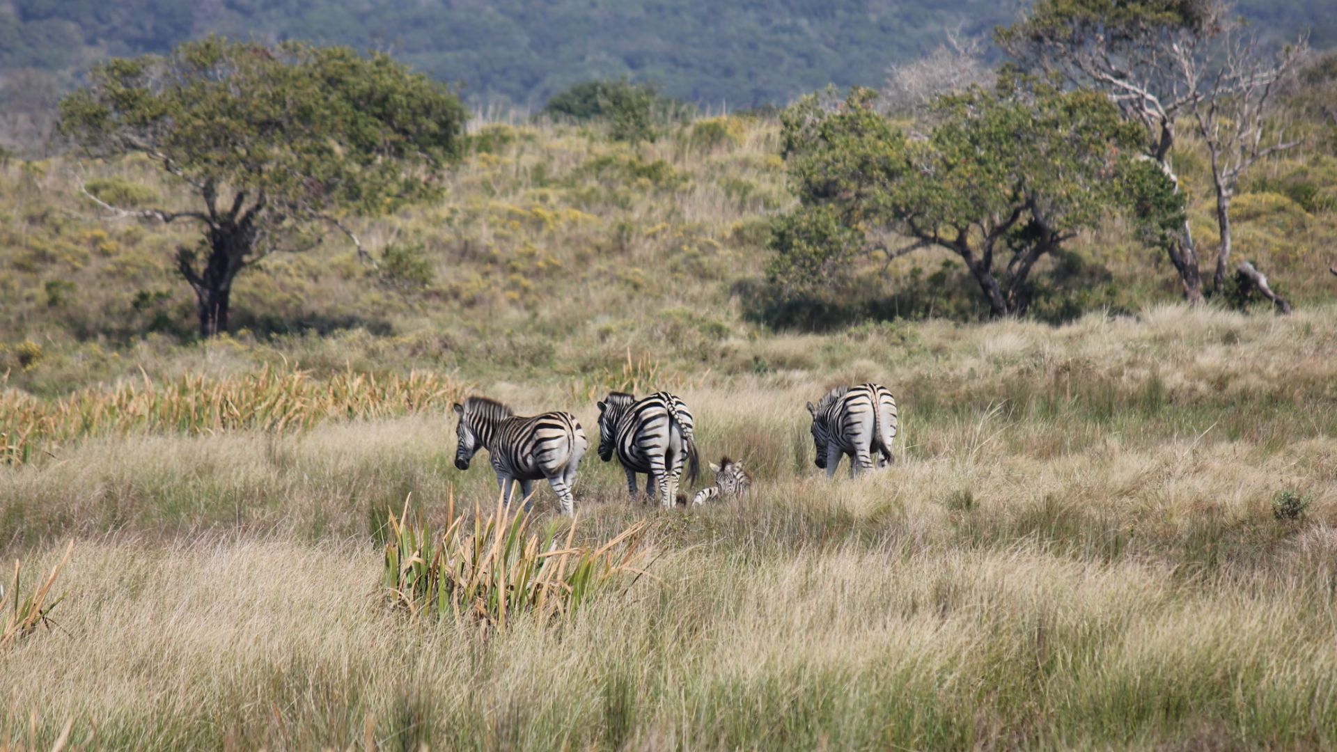 isimangaliso-wetland-park-2.jpg
