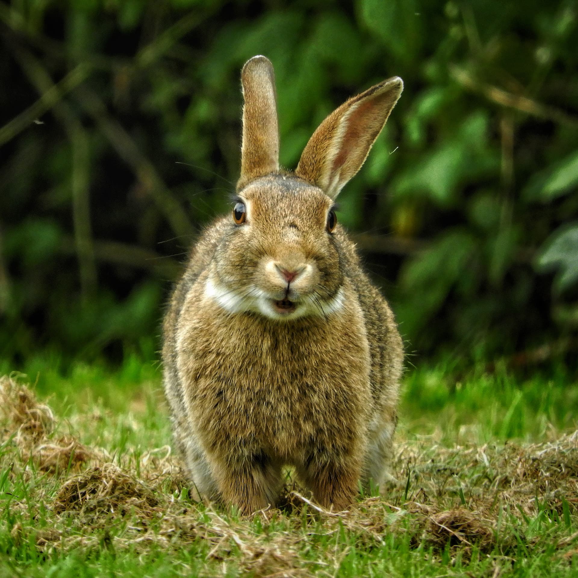 johannesburg-bunny-park-1.jpg