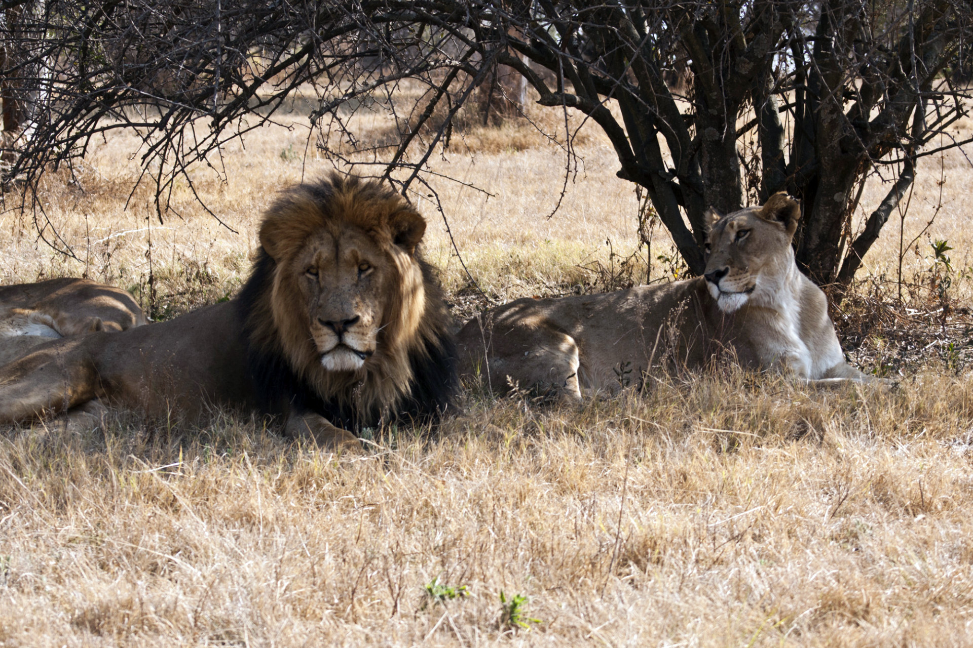 johannesburg-lions.jpg
