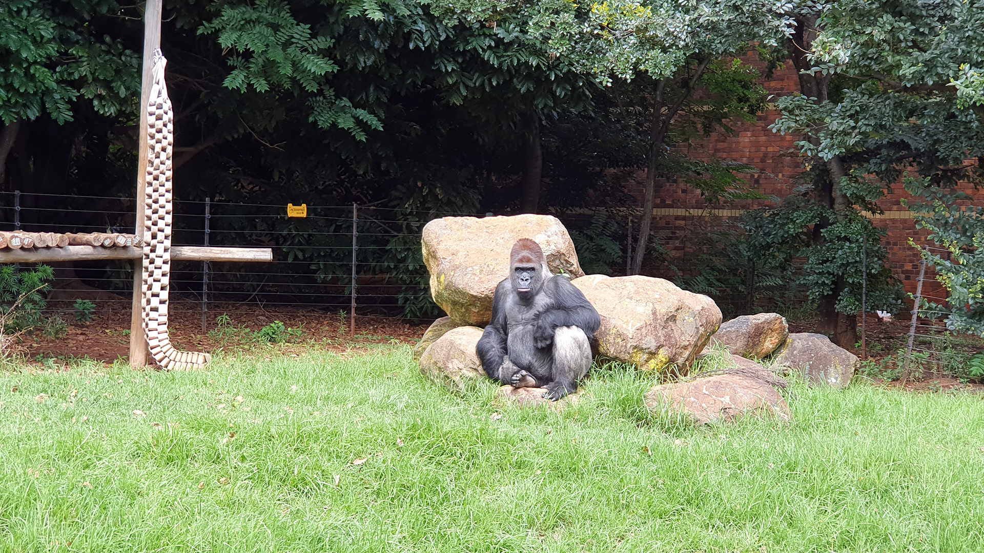 johannesburg-zoo-gorilla-1.jpg