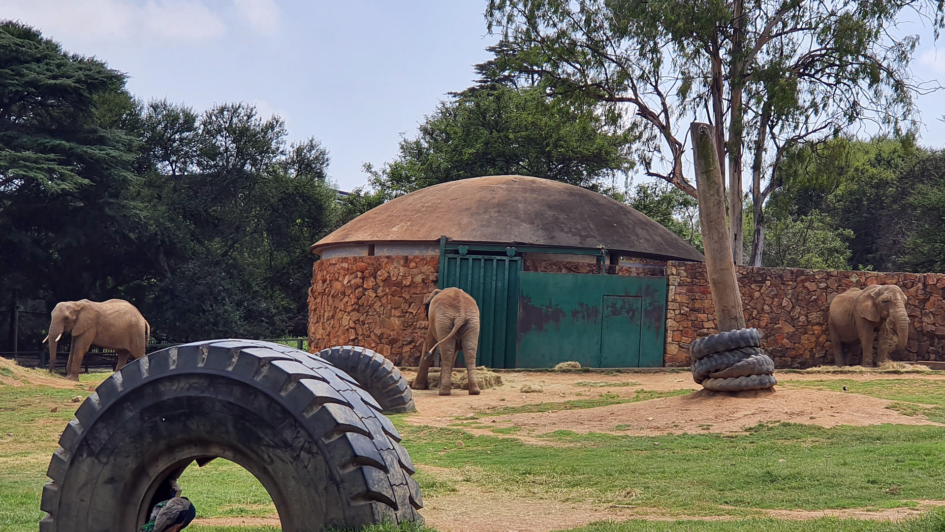 johannesburg-zoo-gorilla.jpg