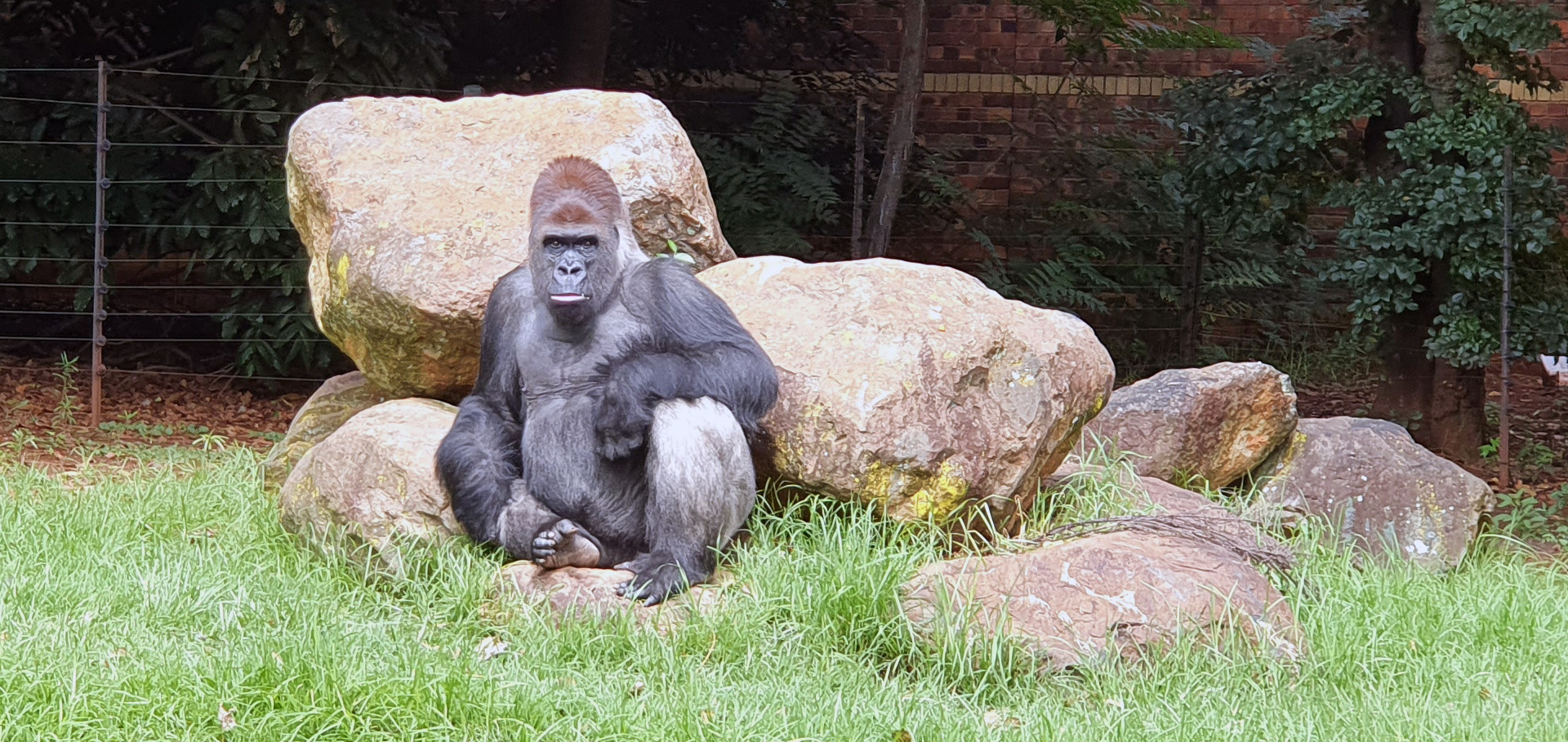 johannesburg-zoo.jpg