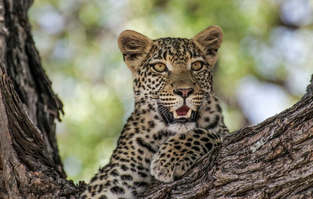 jukani-wildlife-sanctuary-3-1024x652.jpg