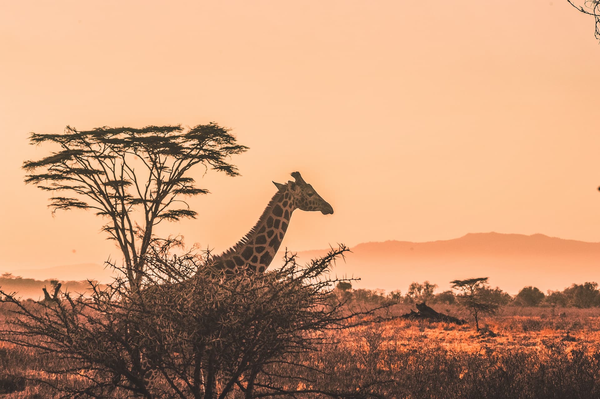 kalkfontein-dam-nature-reserve-giraffe.jpg