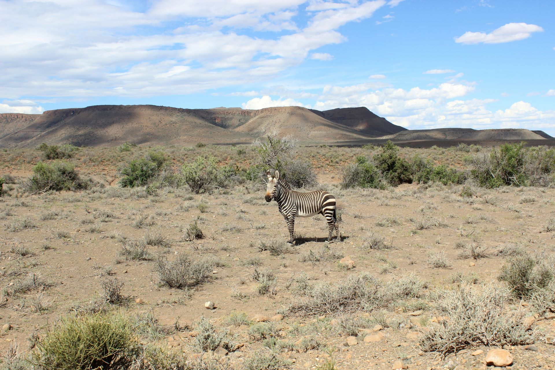 karoo-comeback-reinventing-small-town-tourism-2