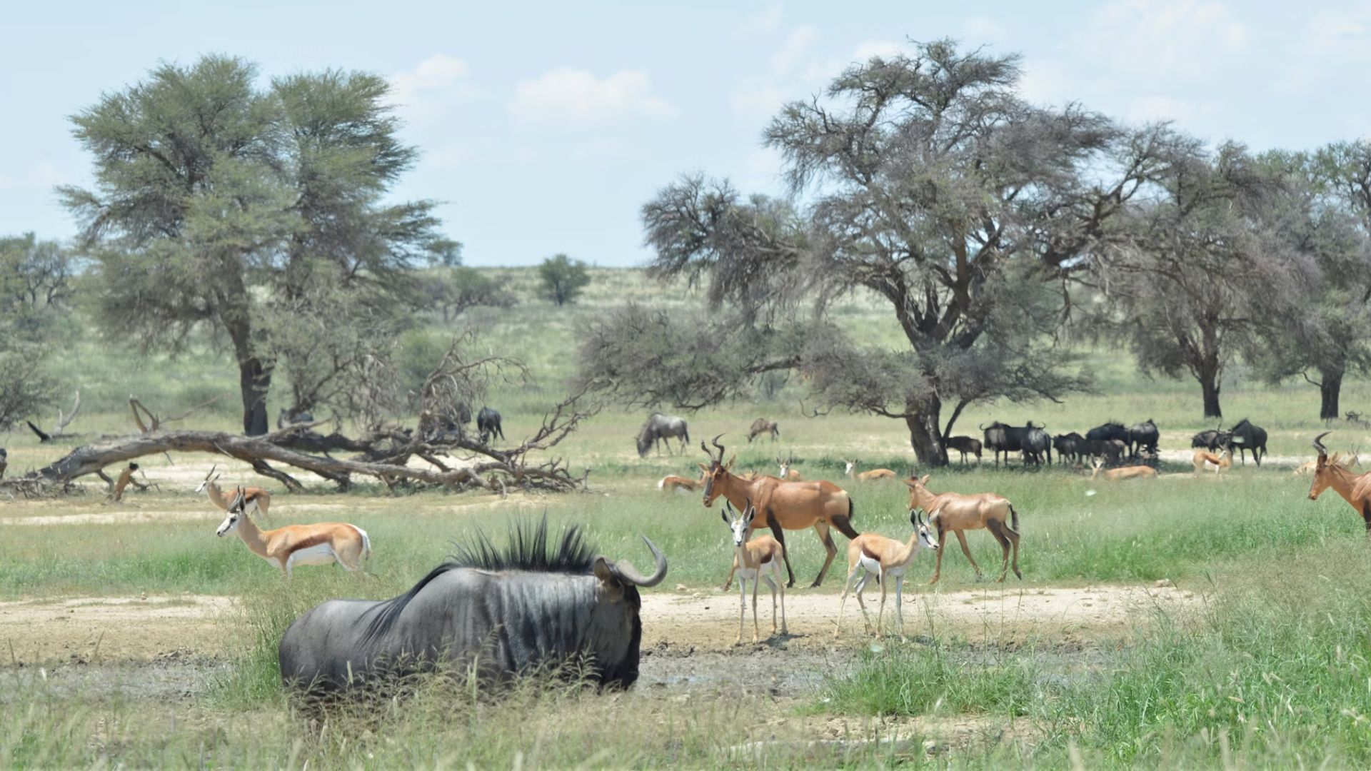 kgalagadi-transfrontier-park-1.jpg